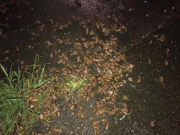 路邊驚見「蝸牛海」!超密集「啵啵黏液趴」全交疊 網嗨:這賺翻了