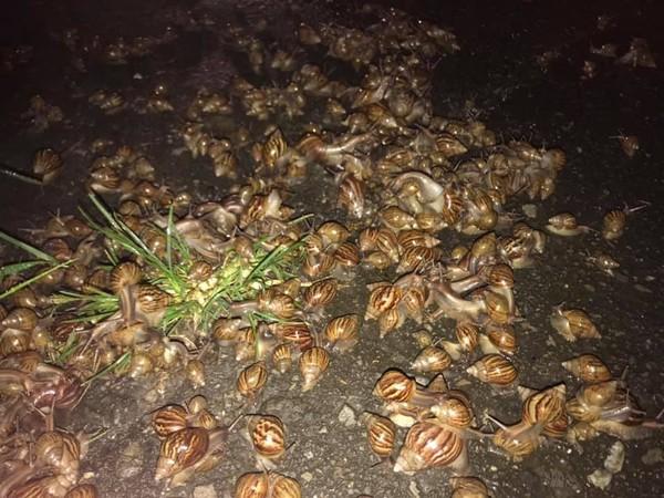 路邊驚見「蝸牛海」!超密集「啵啵黏液趴」全交疊 網嗨:這賺翻了