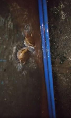 屁孩蛙打架全被錄!「水球式攻擊」進行相撲比賽 網友留言超邪惡