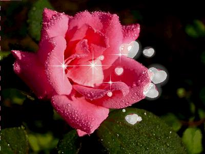 “花 gif”的图片搜索结果