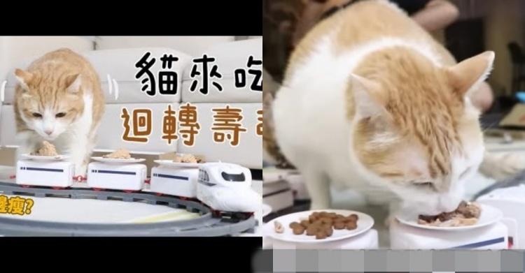 如果貓也能吃爭鮮...萌度爆表「貓吃迴轉壽司」邊走邊吃超可愛!:喵星人要來毀滅車站!