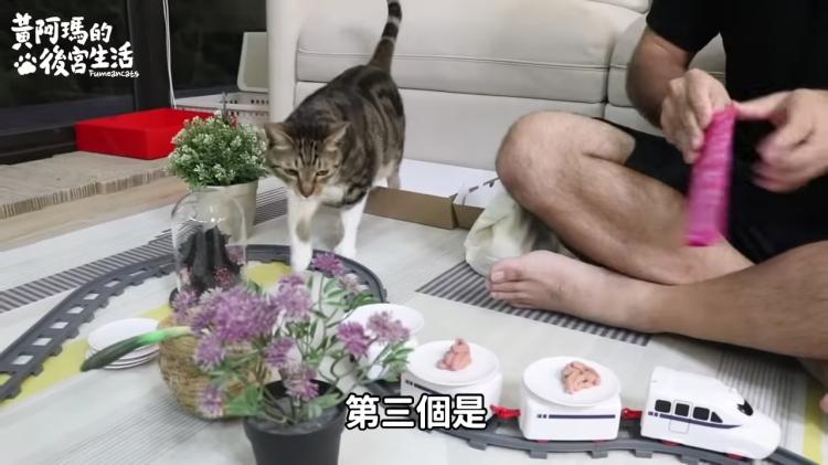 如果貓也能吃爭鮮...萌度爆表「貓吃迴轉壽司」邊走邊吃超可愛!:喵星人要來毀滅車站!