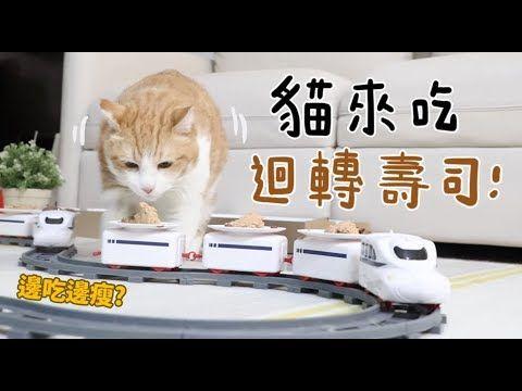 如果貓也能吃爭鮮...萌度爆表「貓吃迴轉壽司」邊走邊吃超可愛!:喵星人要來毀滅車站!