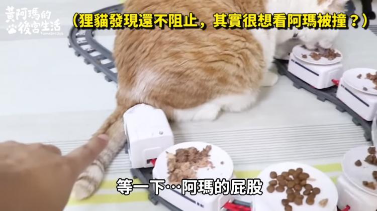 如果貓也能吃爭鮮...萌度爆表「貓吃迴轉壽司」邊走邊吃超可愛!:喵星人要來毀滅車站!