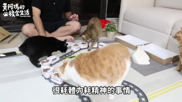 如果貓也能吃爭鮮...萌度爆表「貓吃迴轉壽司」邊走邊吃超可愛!:喵星人要來毀滅車站!