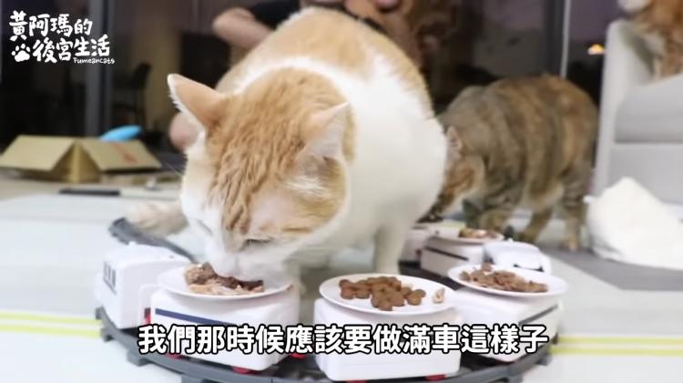 如果貓也能吃爭鮮...萌度爆表「貓吃迴轉壽司」邊走邊吃超可愛!:喵星人要來毀滅車站!