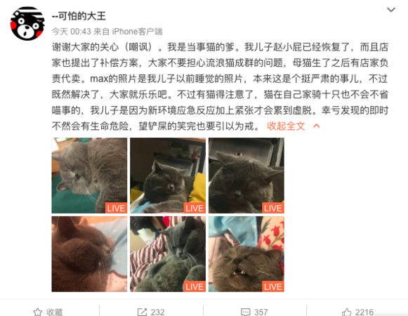 多人才會爽!放寵物旅館忘結紮「一夜騎五母貓」被榨乾!累到虛脫掛點滴...網:反觀台男