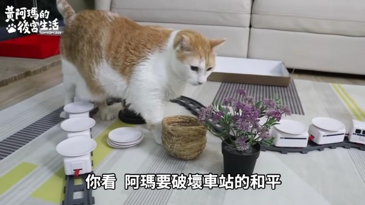 如果貓也能吃爭鮮...萌度爆表「貓吃迴轉壽司」邊走邊吃超可愛!:喵星人要來毀滅車站!