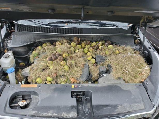 車裡聞到燒焦味?她打開引擎蓋檢查竟發現多達200顆XX在裡面...:兇手露面秒傻眼