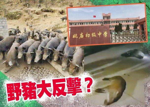 野豬騎士來了?天氣太炎熱「近30隻豬衝進國中找水」還造成學生受傷!網笑:求生本能?