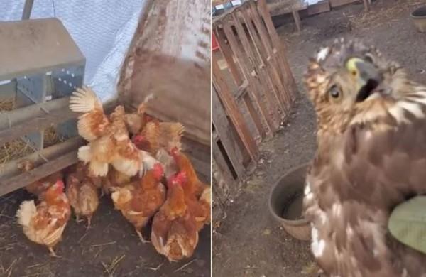 老鷹捉小雞反遭包圍猛啄　獲救表情「懷疑鳥生」