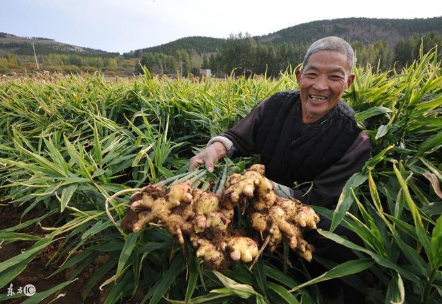體內濕氣太重？生薑加它泡水喝，一周去除體內10年濕氣！