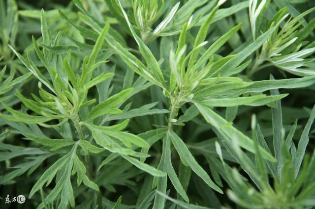 大便為什麼會粘馬桶？醫生告誡：濕氣太重，祛濕這4個方法要牢記