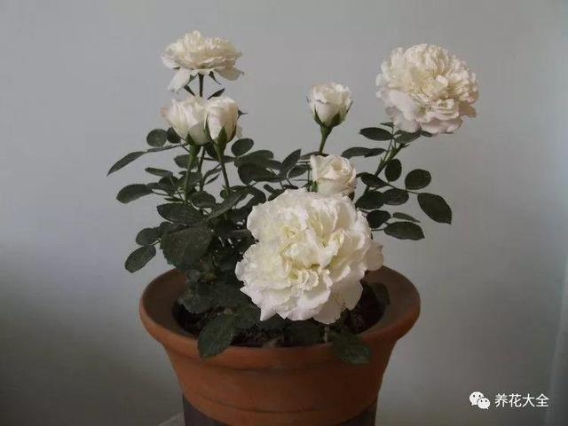 陽台擺這幾種花，一開窗香氣撲鼻，異味全部消失！