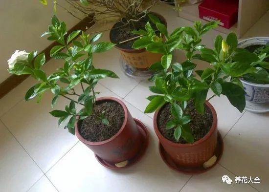 陽台擺這幾種花，一開窗香氣撲鼻，異味全部消失！