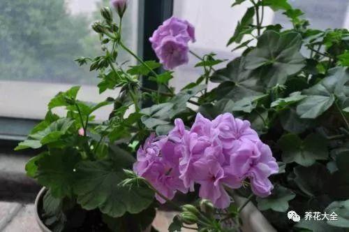 陽台擺這幾種花，一開窗香氣撲鼻，異味全部消失！