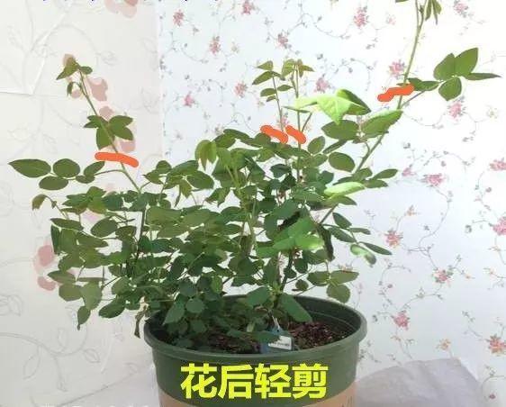 陽台擺這幾種花，一開窗香氣撲鼻，異味全部消失！