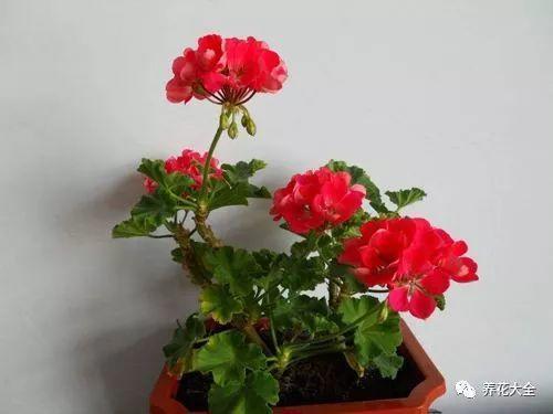 陽台擺這幾種花，一開窗香氣撲鼻，異味全部消失！