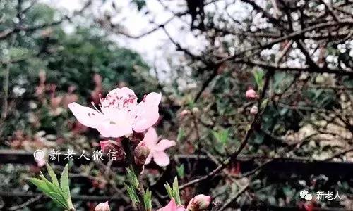女人，想要活得漂亮，牢記這18句話！(不管你奔幾都要看)