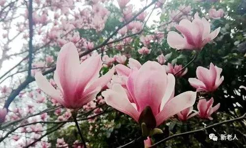 女人，想要活得漂亮，牢記這18句話！(不管你奔幾都要看)