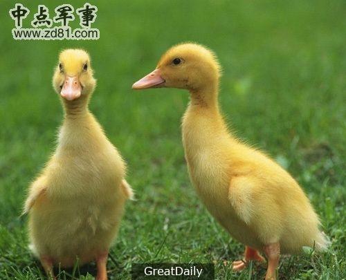 殘忍至極，駭人聽聞！中國十大禁菜流傳至今，你吃過嗎？