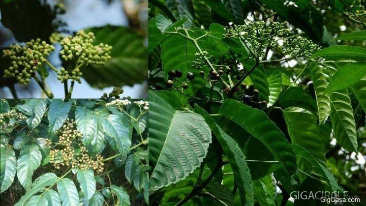 治療血癌最佳草藥:岩陀葉。。。幫助有需要的人,功德無量啊。。。!