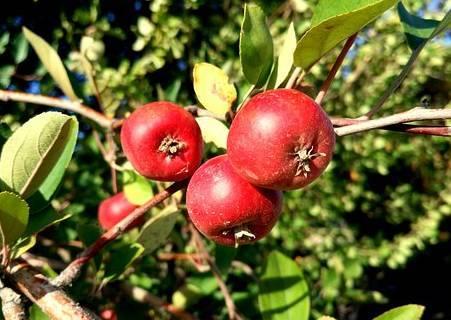 candymush 糖果村庄