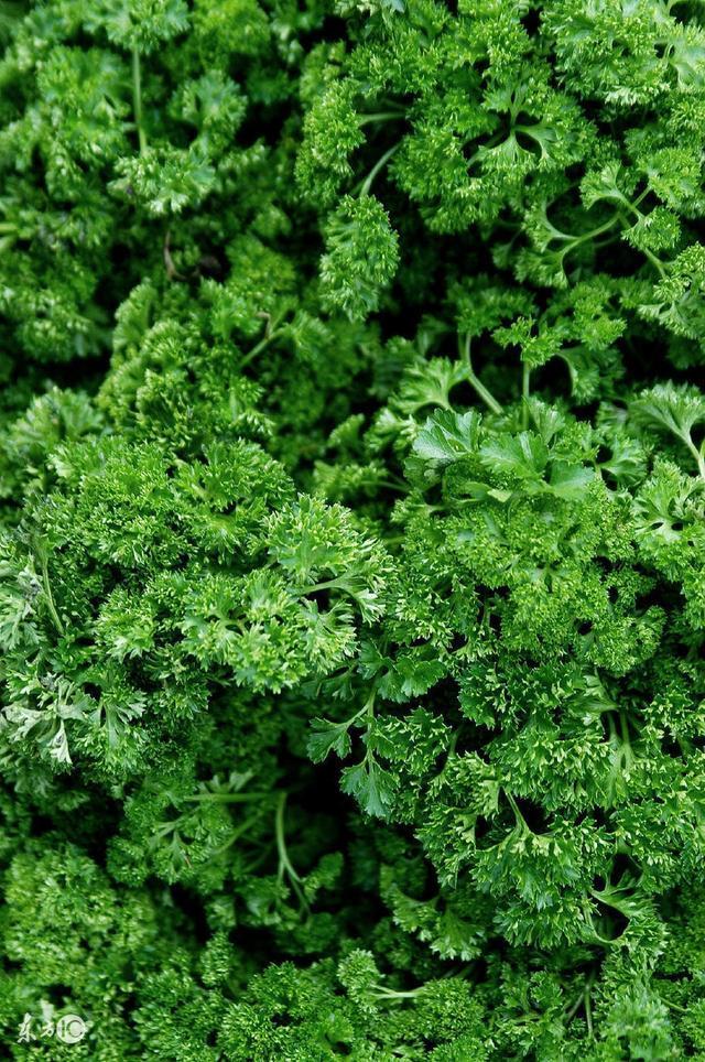 如果女孩每天吃香菜会发生什麼,这些常识您知道吗?