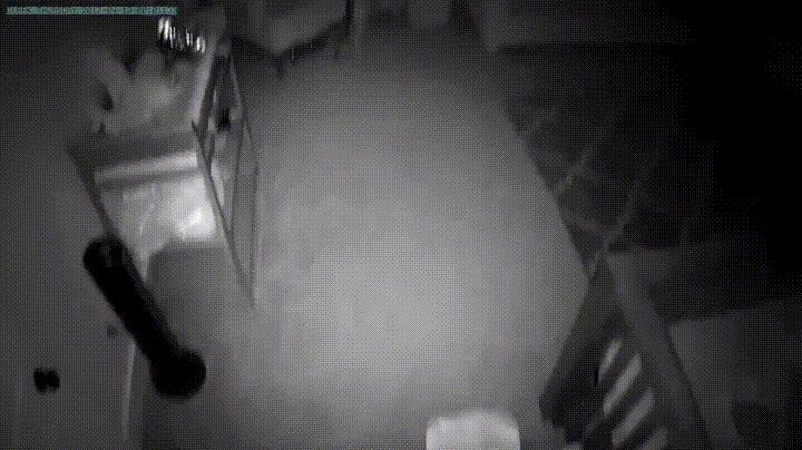 監視器拍到「狗姊姊在半夜2點溜進寶寶房」，接著的畫麵證明父母沒有把狗狗送走是正確的決定！ 